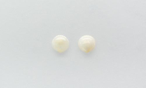 White shell earring