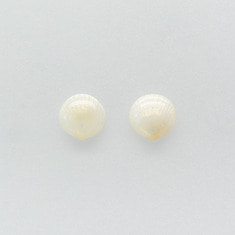White shell earring