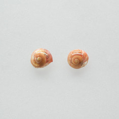 Red brown storm clam earring